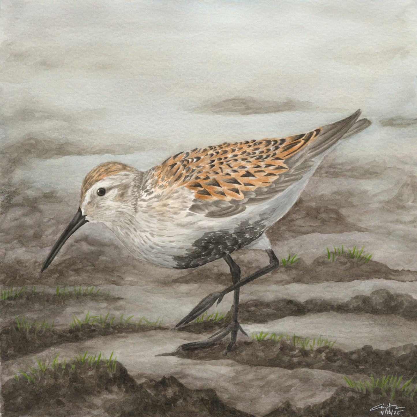 Print: Dunlin