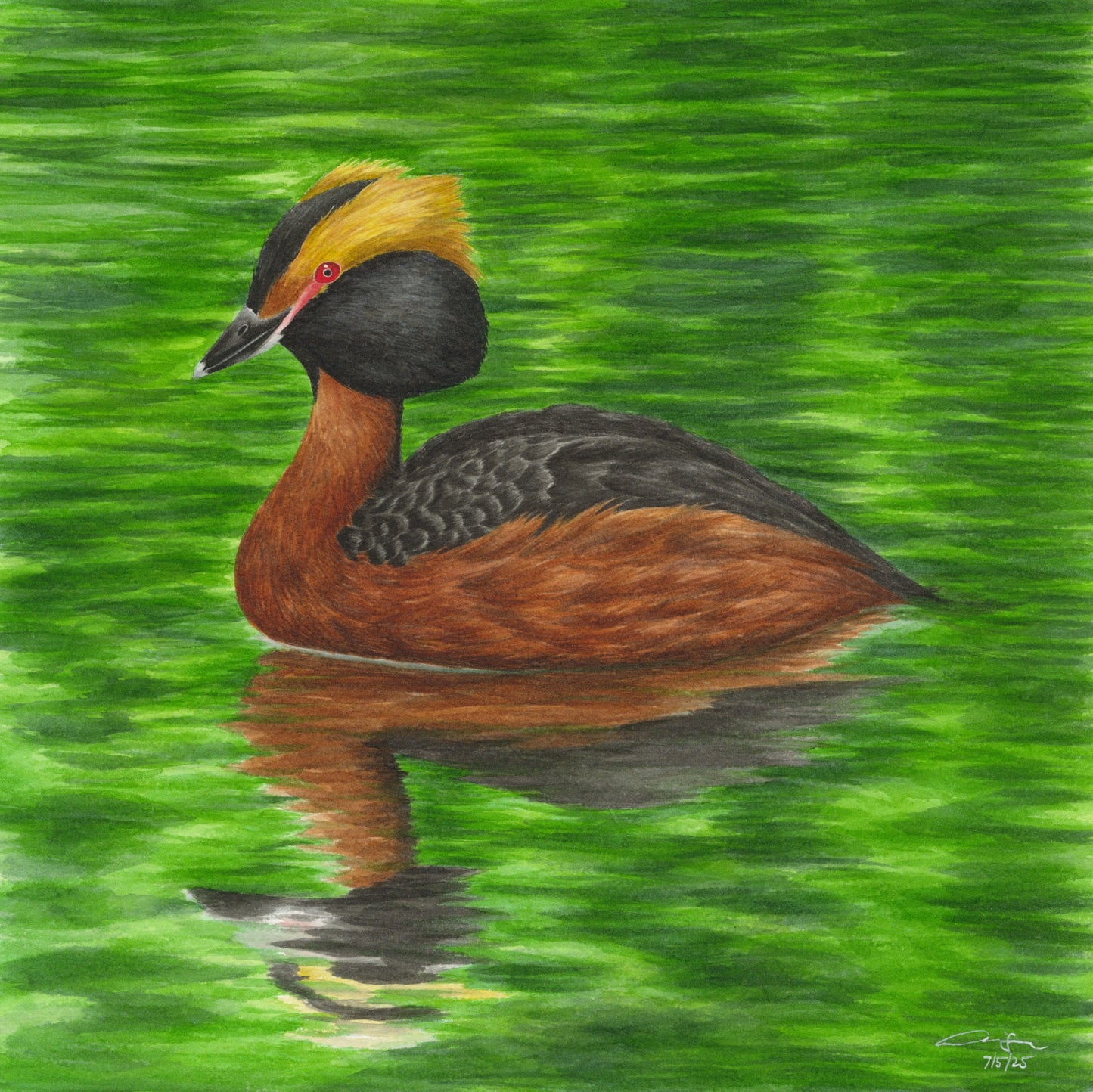 Print: Horned Grebe