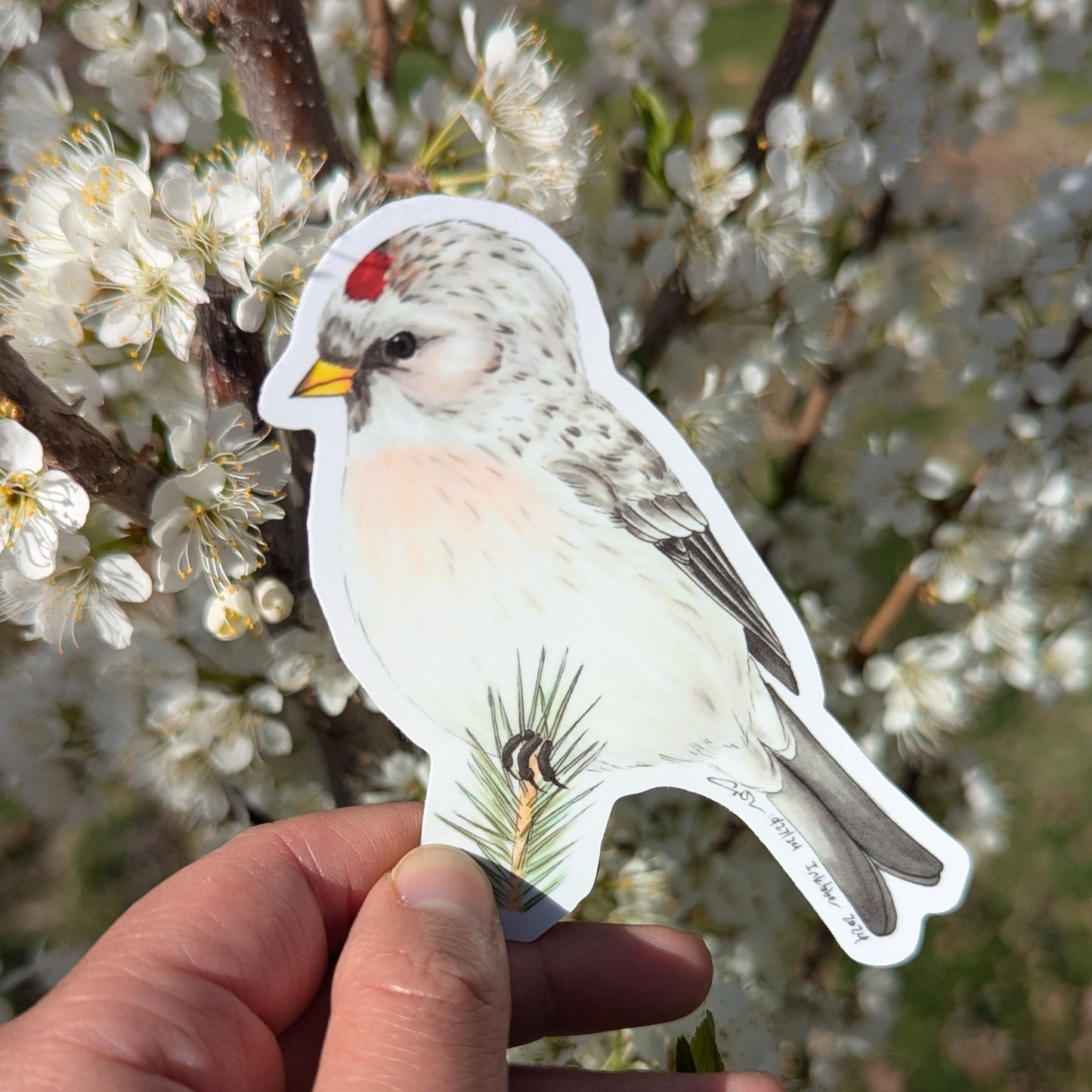 Hoary Redpoll Sticker