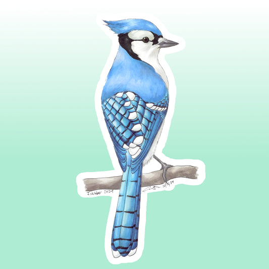 Sticker: Blue Jay