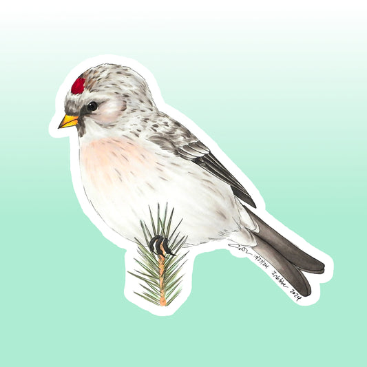 Sticker: Hoary Redpoll
