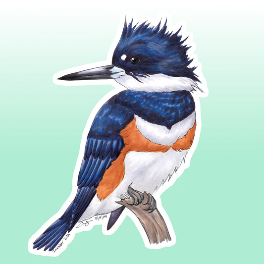 Sticker: Belted Kingfisher
