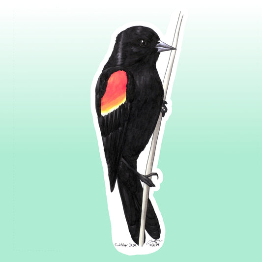 Sticker: Red-winged Blackbird