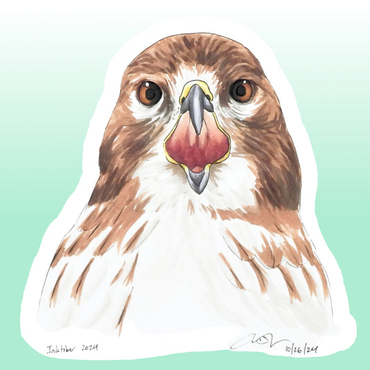 Sticker: Red-tailed Hawk