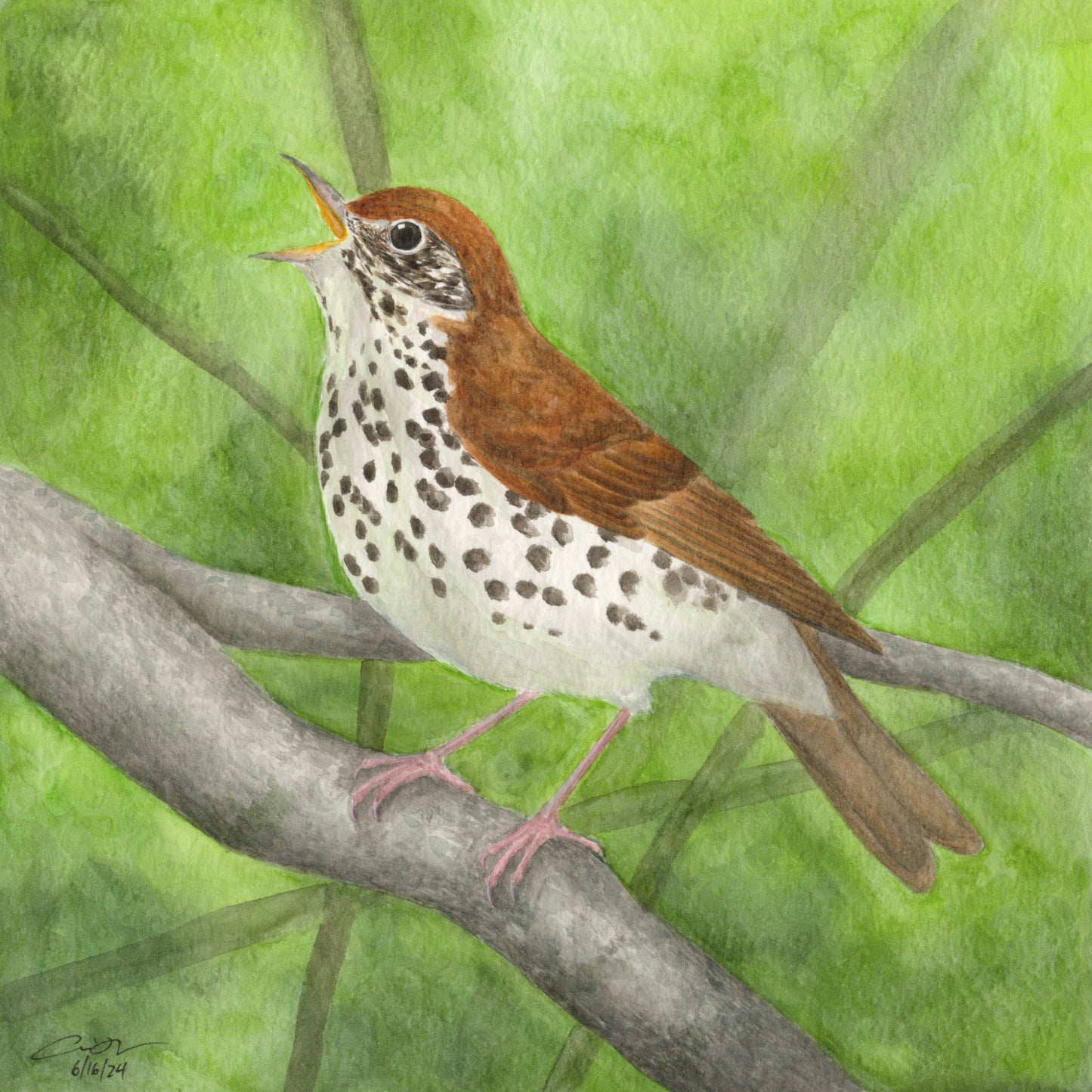 Print: Wood Thrush