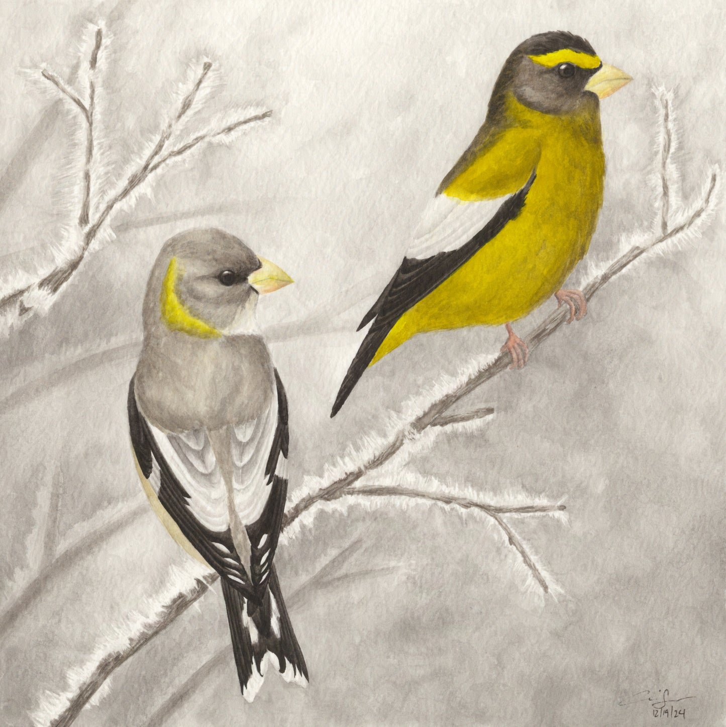 Print: Evening Grosbeak