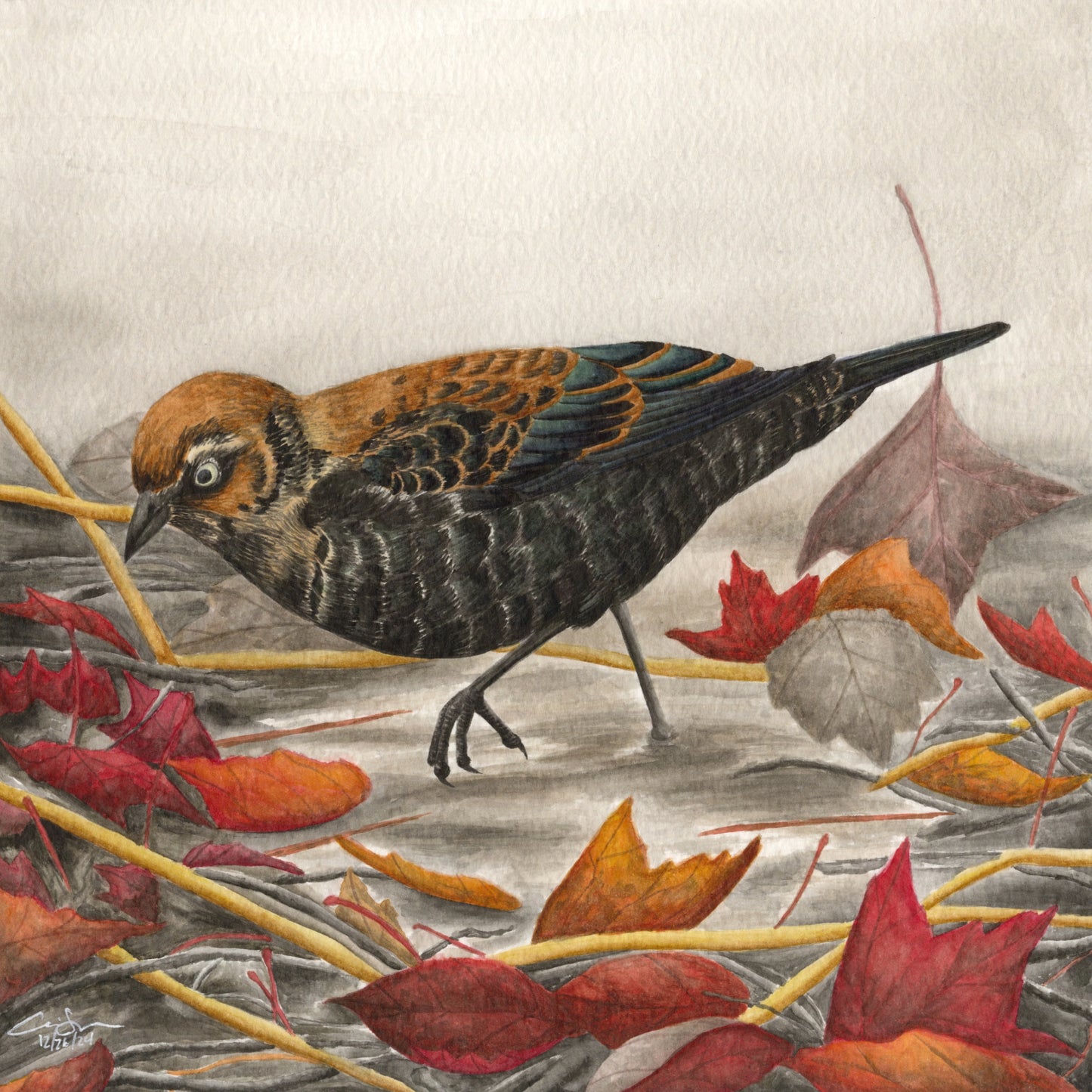 Print: Rusty Blackbird