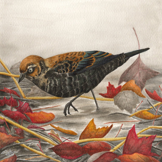Print: Rusty Blackbird