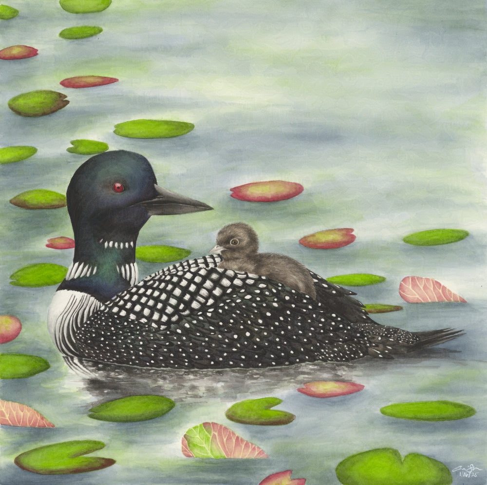 Print: Common Loon
