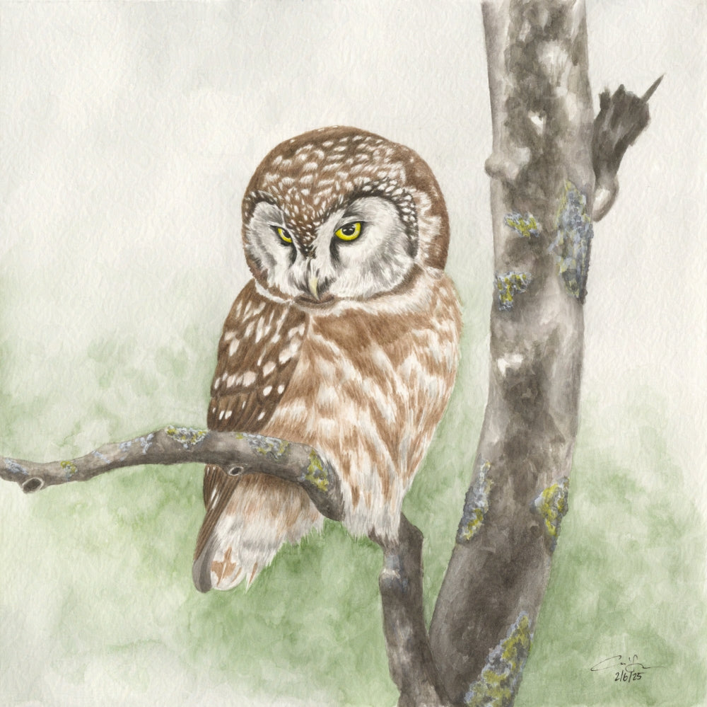 Print: Boreal Owl