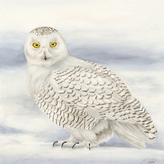 Print: Snowy Owl