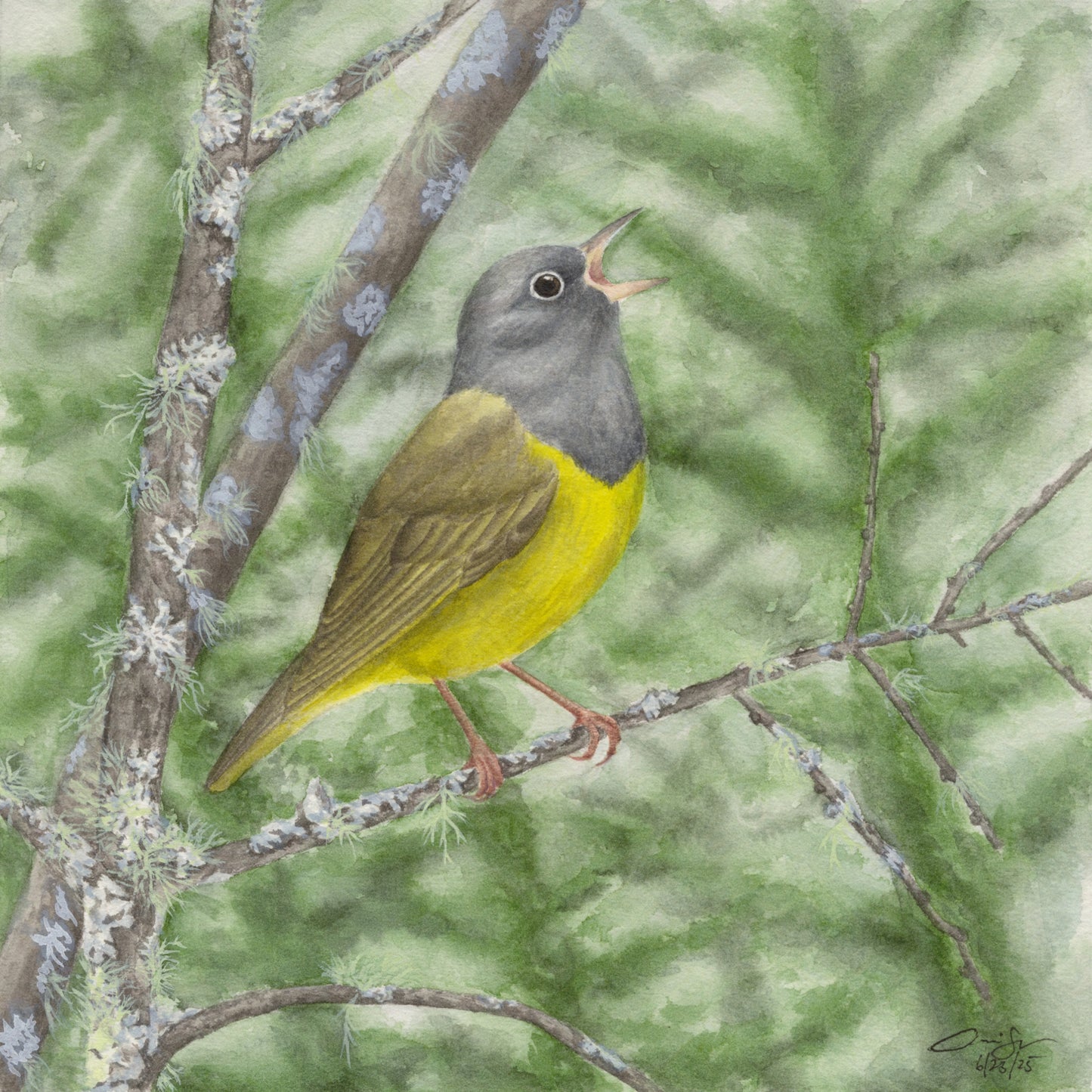 Print: Connecticut Warbler