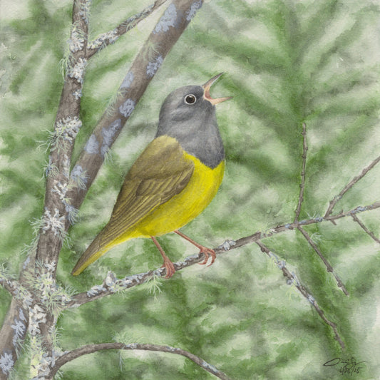 Print: Connecticut Warbler