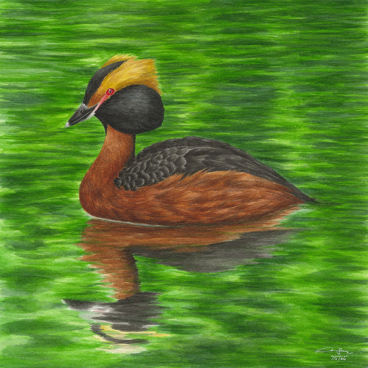 Print: Horned Grebe