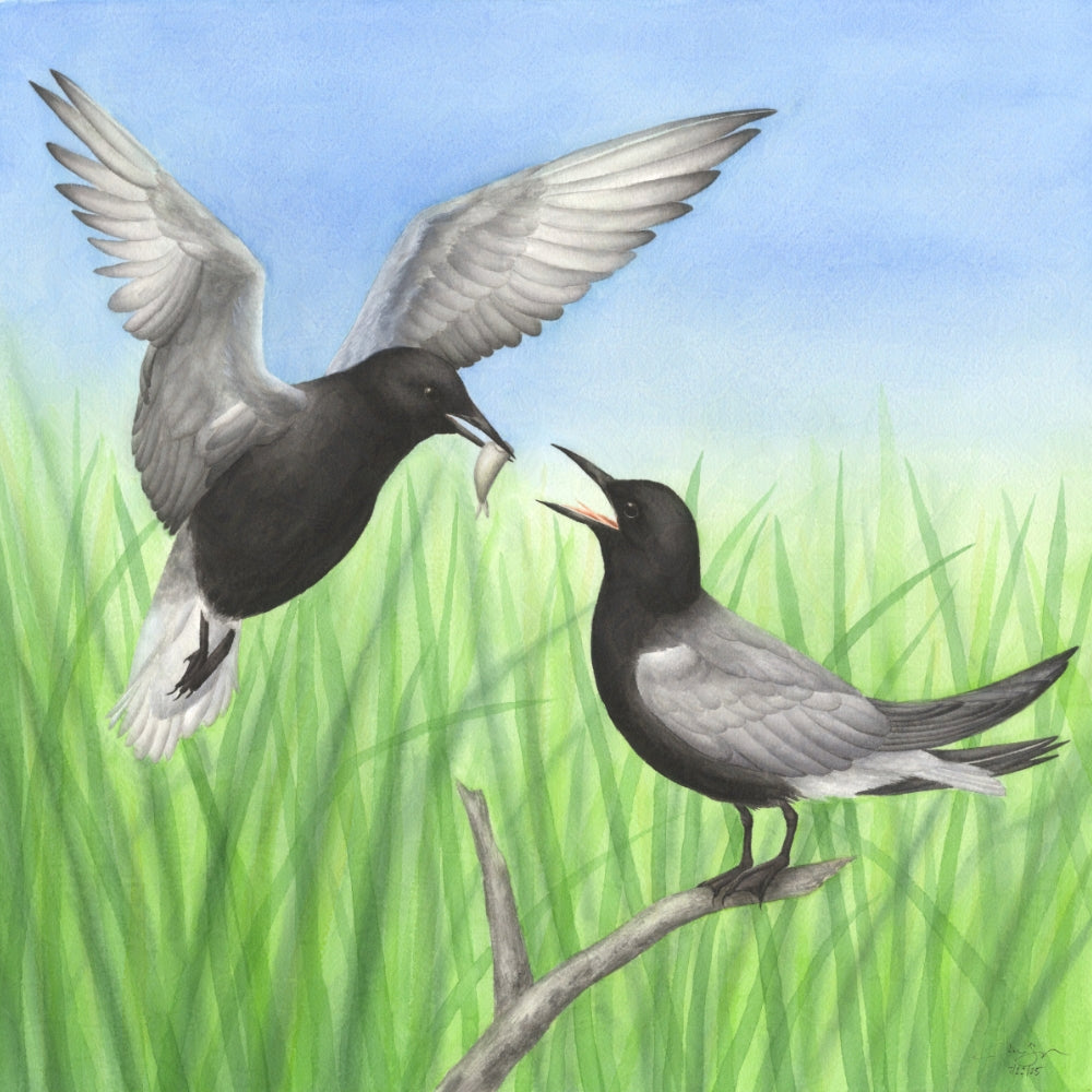 Print: Black Tern