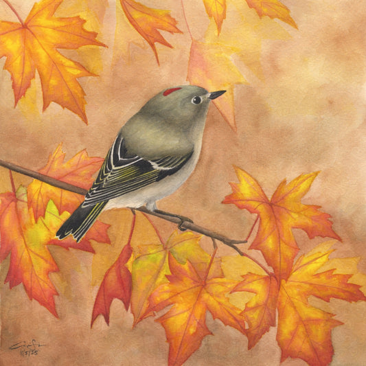 Seasons on the Wing Prints