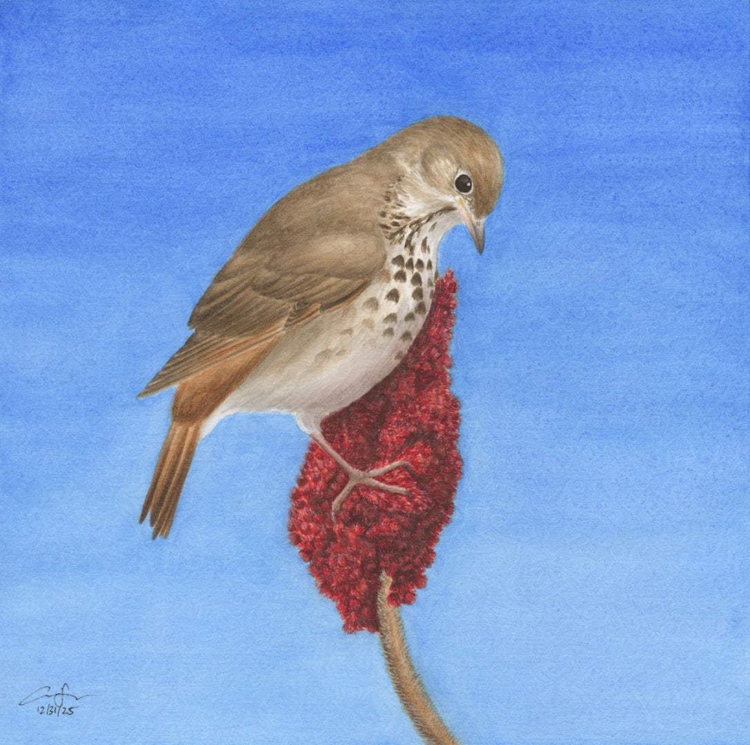Seasons on the Wing Prints