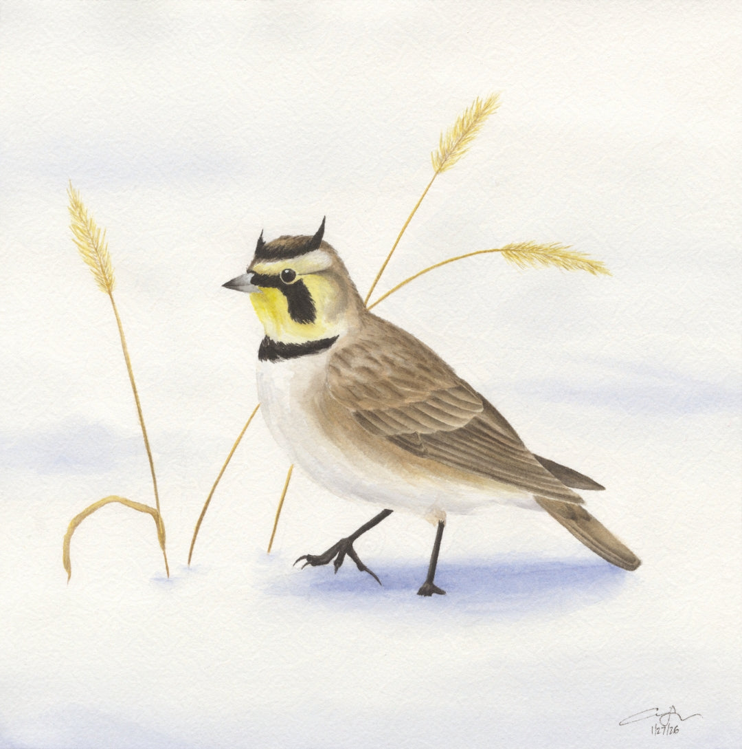 Seasons on the Wing Prints