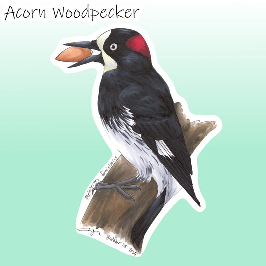 Sticker mockup of a Acorn Woodpecker drawing: Detailed marker illustration of a male Acorn Woodpecker clinging onto a branch, using his tail as a prop. The mostly black woodpecker with a red patch on the back of his head is holding an acorn in his open bill.