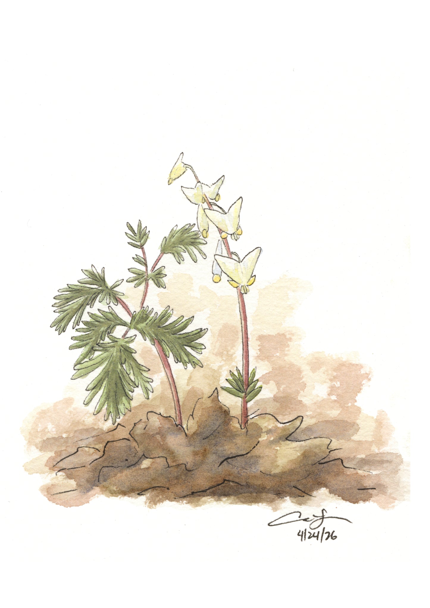 Native Wildflower Greeting Card