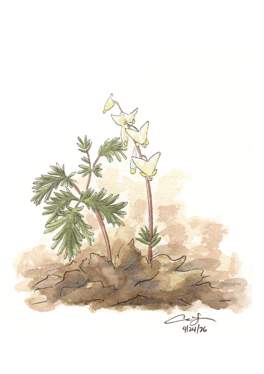 Native Wildflower Greeting Card