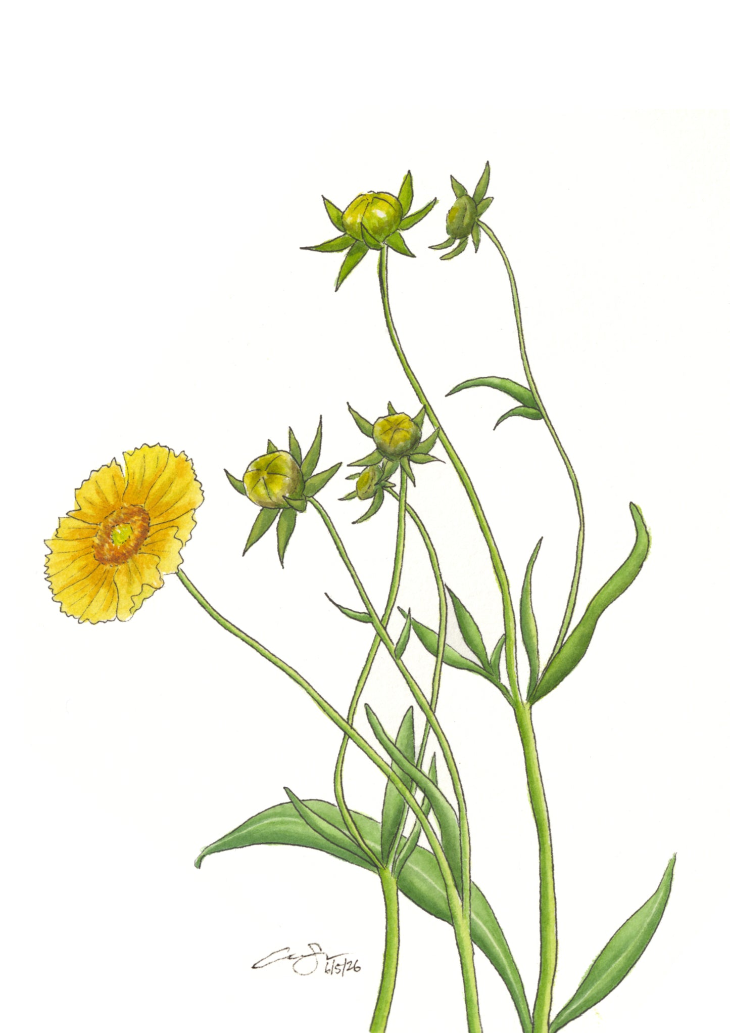 Native Wildflower Greeting Card