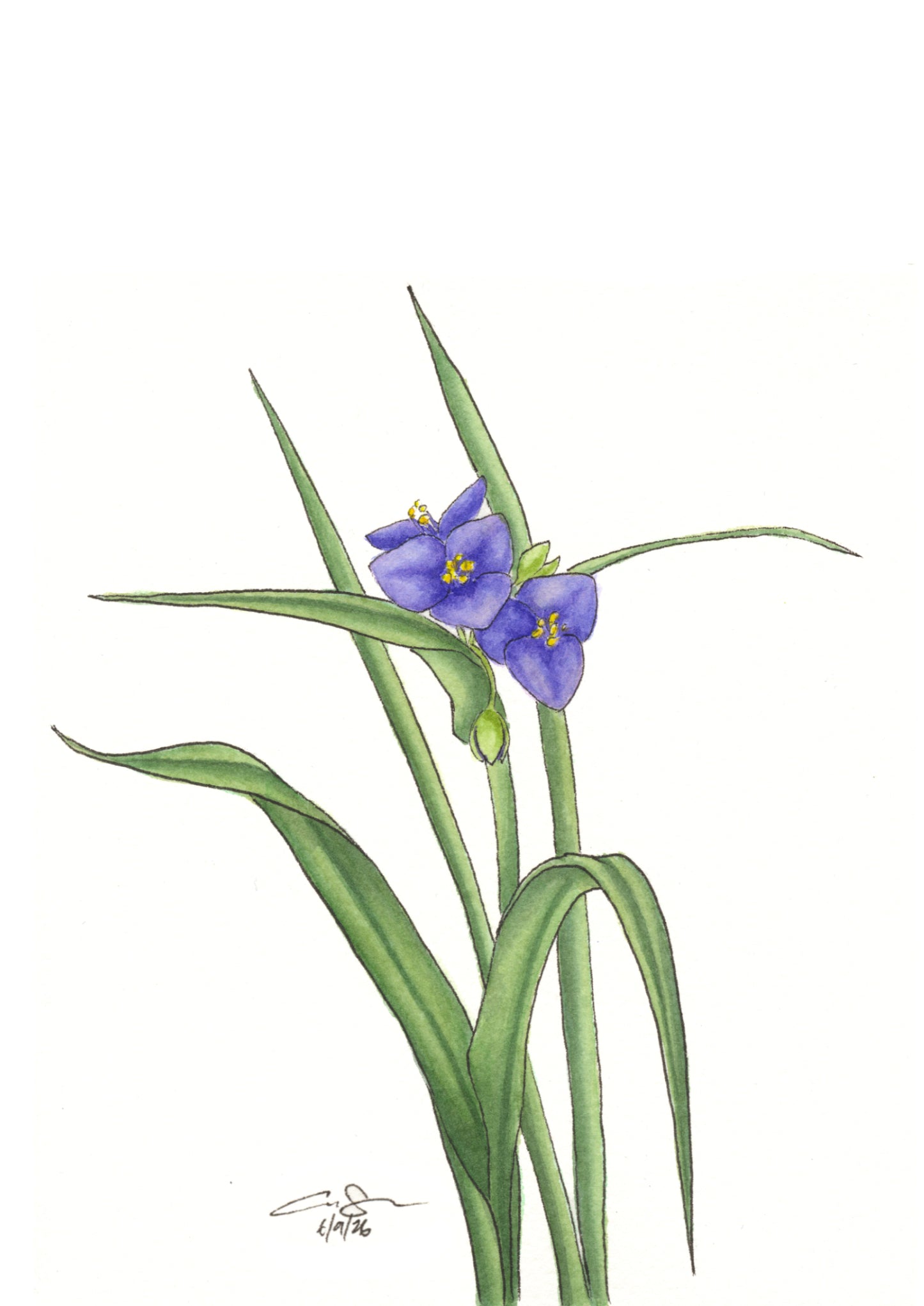 Native Wildflower Greeting Card