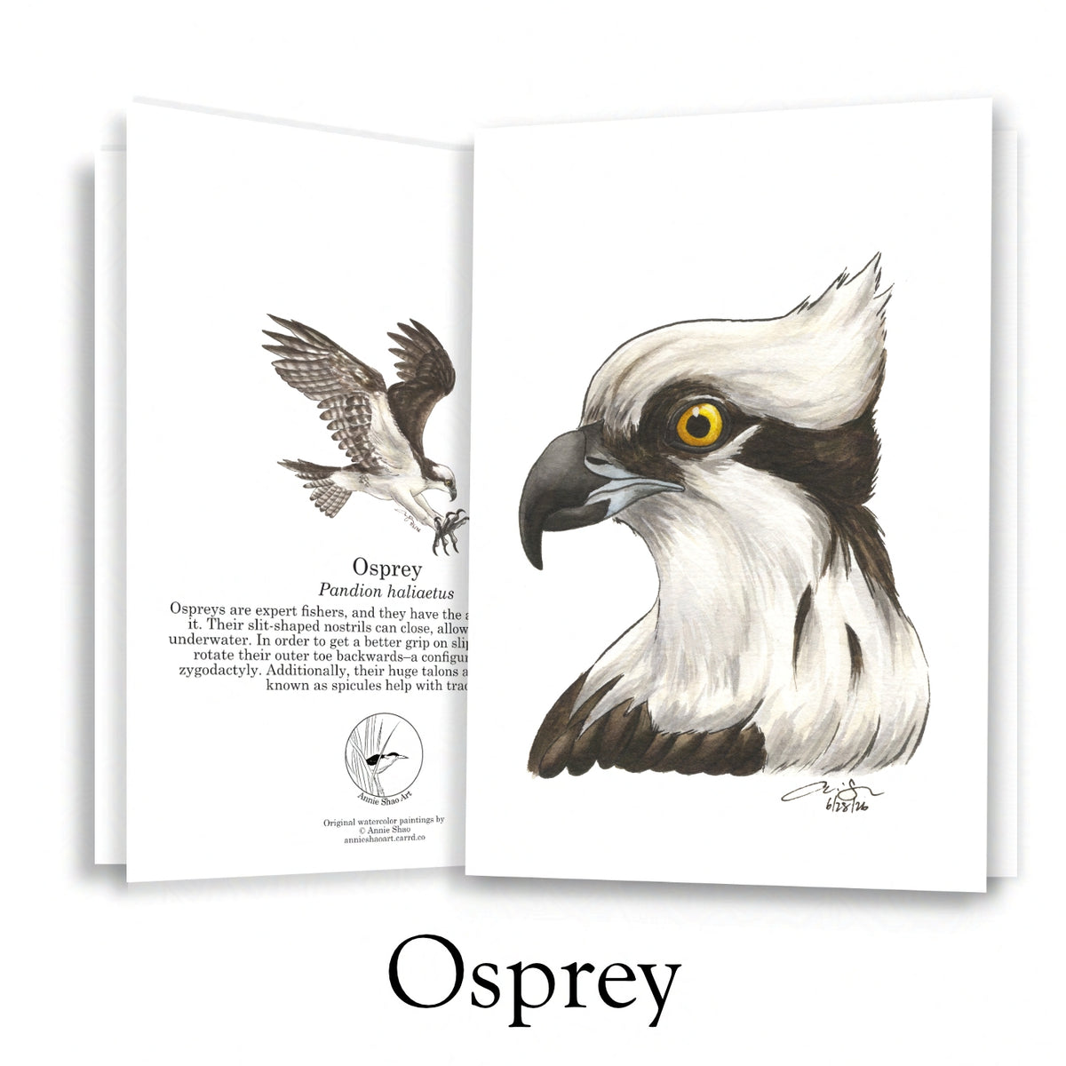 Raptor Greeting Card