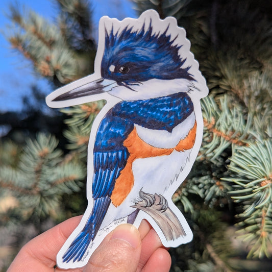 Belted Kingfisher Sticker
