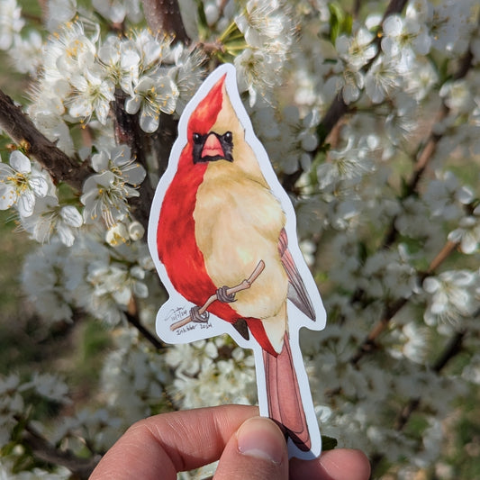Gynandromorph Northern Cardinal Sticker