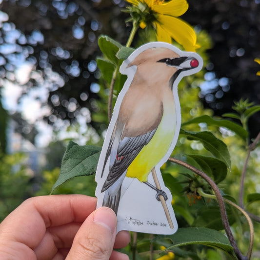 Cedar Waxwing Sticker