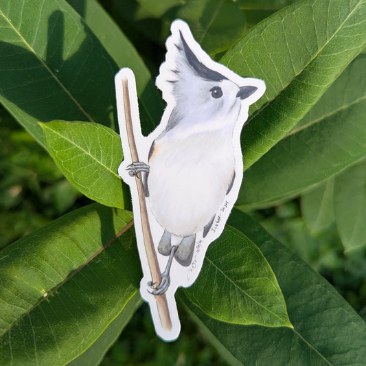 Black-crested Titmouse Sticker
