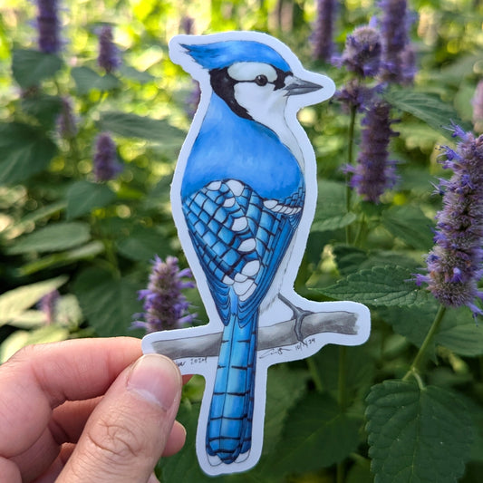 Blue Jay Sticker