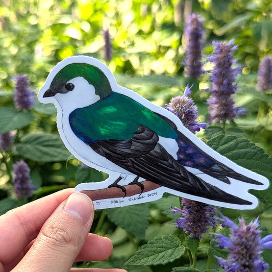 Violet-green Swallow Sticker