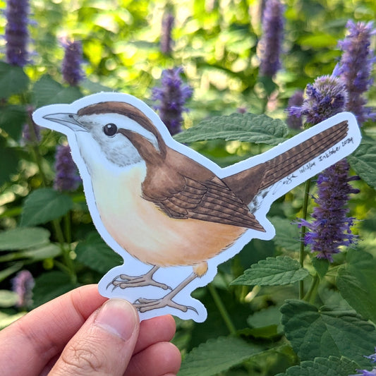 Carolina Wren Sticker