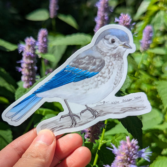 Juvenile Eastern Bluebird Sticker
