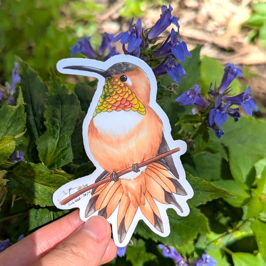Rufous Hummingbird Sticker