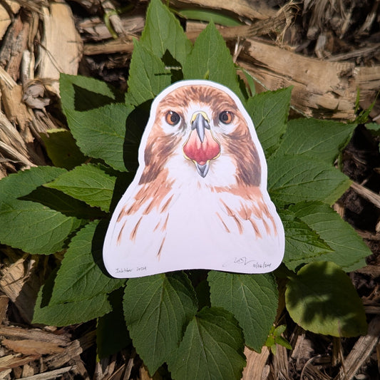 Red-tailed Hawk Sticker