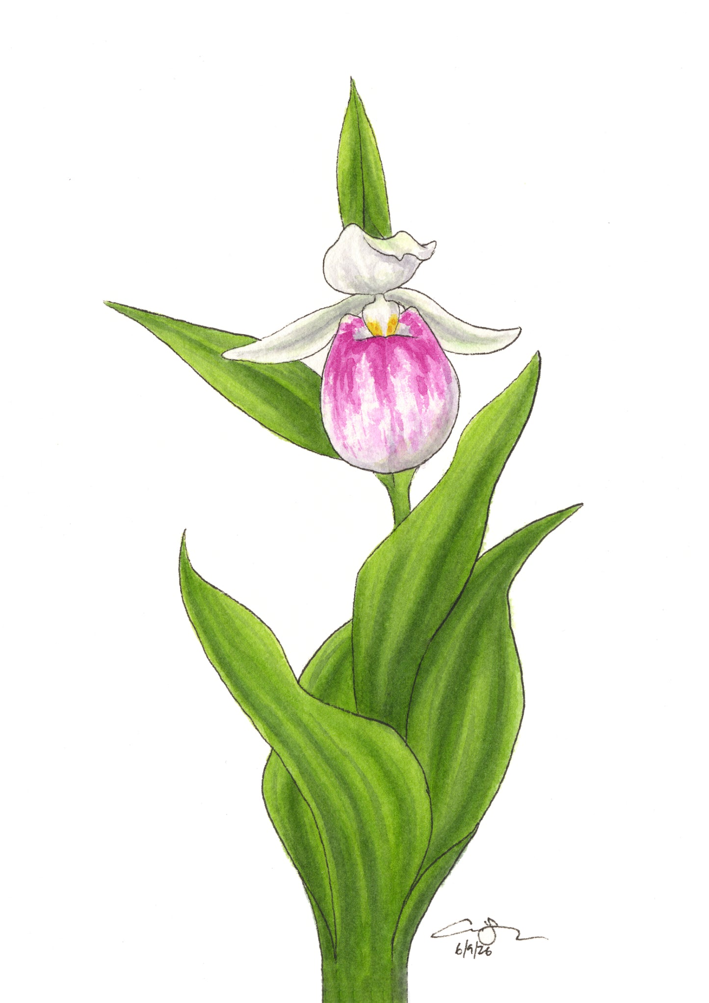 Native Wildflower Greeting Card