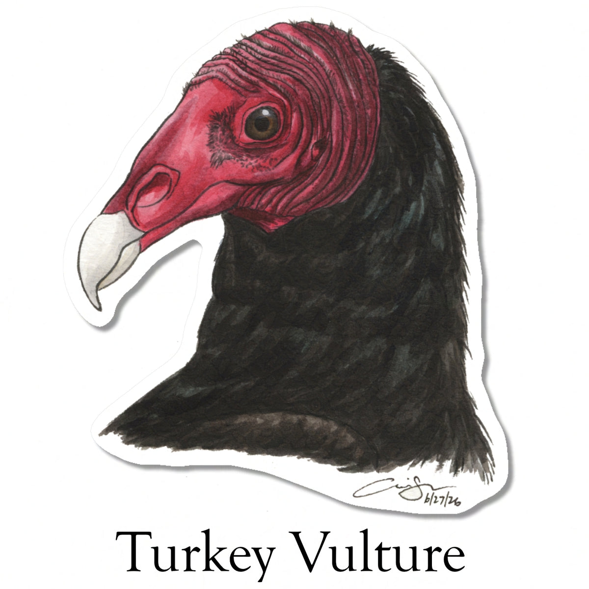 Raptor Portrait Stickers (Pre-order)