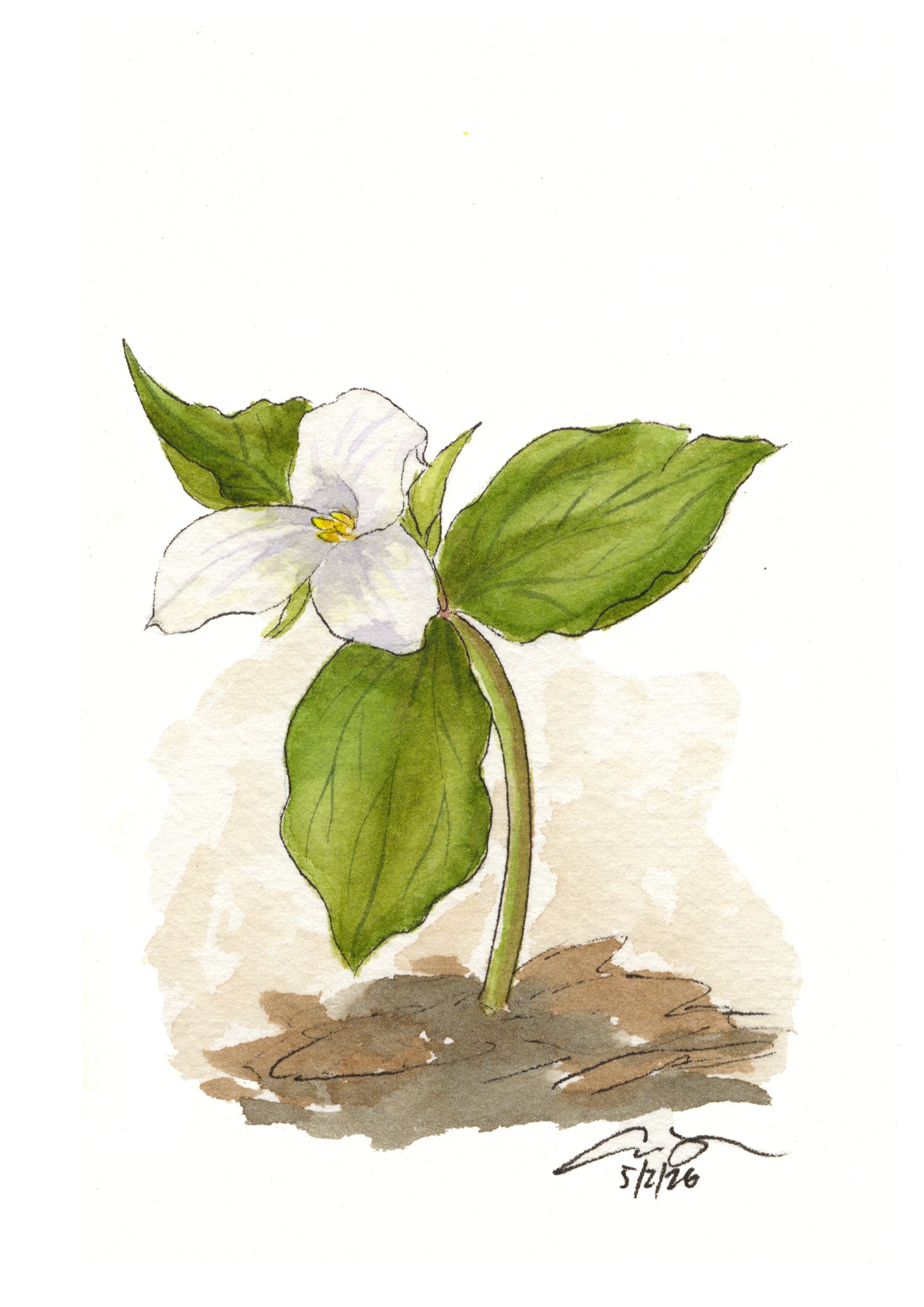 Native Wildflower Greeting Card