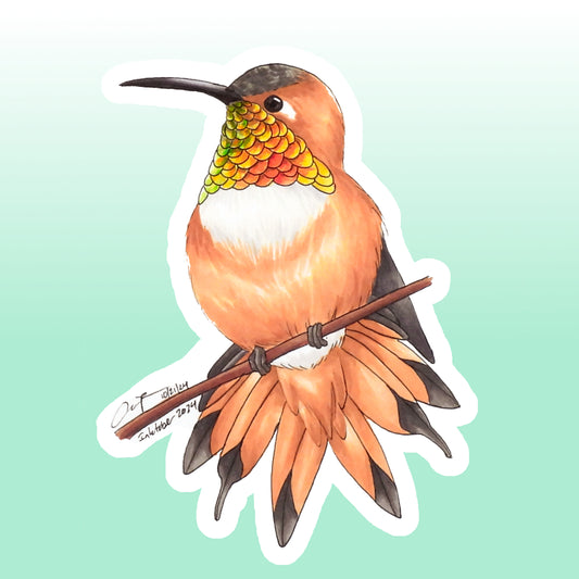 Rufous Hummingbird Sticker